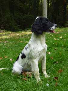 TR. CH. Iota of Glharama